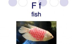 fish是可數名詞嗎